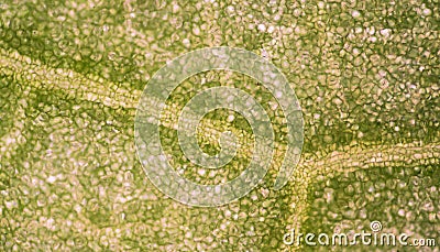 Plant cells under microscope Stock Photo