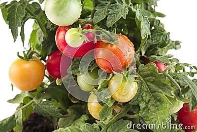 Plant Cherry Tomatoes Closeup Stock Photo