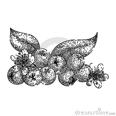 plant chokeberry aronia sketch hand drawn vector Vector Illustration