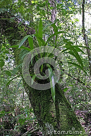 Plant of Clamshell Orchid - Prosthechea cochleata - in Fakahatchee Strand. Stock Photo