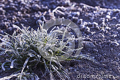 The plant is covered with frost at dawn. Green frozen grass grows from frozen ground. Stock Photo