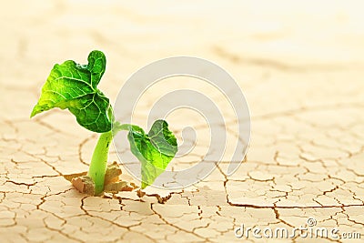 Plant in the desert Stock Photo