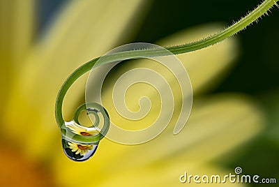 Plant with dew drops - macro Stock Photo