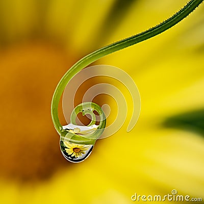 Plant with dew drops - macro Stock Photo