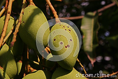 Plant disease, anthracnose on mango fruit Stock Photo
