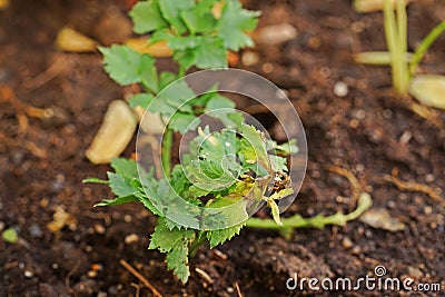 Plant disease, celery leaf blight from fungus Stock Photo