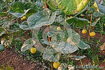 Plant disease, powdery mildew on melon leaves Stock Photo