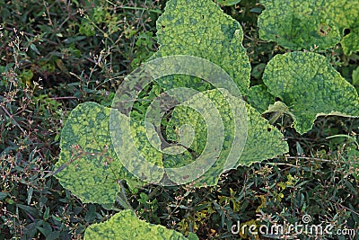 Plant disease,virus disease on cucumber family Stock Photo