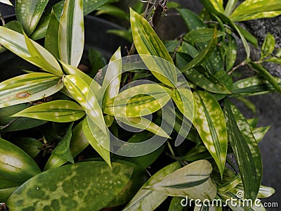 Plant of Dracaena golden white in the garden Stock Photo