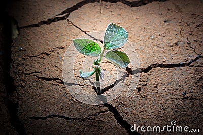 Plant in dried cracked mud. Stock Photo
