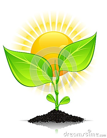 Plant With Drops And Sun Royalty Free Stock Photos - Image: 20472738