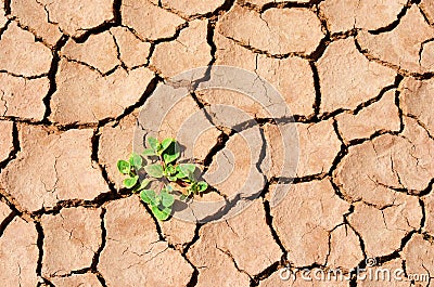 Green plant thrive in dry desert, cracked land Stock Photo