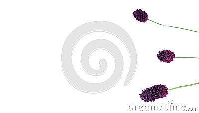 Plant. Stock Photo