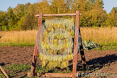 Plant for drying tobacco leaves. Green leaves hang in rows in the sun outdoors. Stock Photo