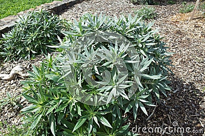 The plant of Echium candicans Pride of Madeira. It is a kind of large herbaceous perennial subshrub Stock Photo