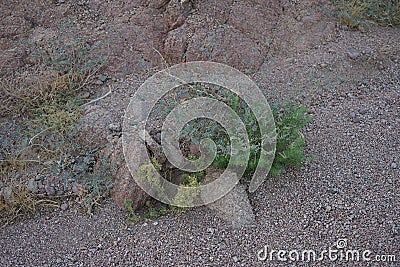 Vegetation in the Sinai Peninsula with purple flowers of Astragalus sp. Astragalus is a genus of herbs and small shrubs, Egypt Stock Photo