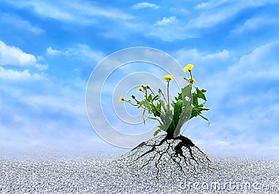 Plant of Faith, Hope & Love Stock Photo