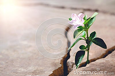 Plant floor up crack growing concept Stock Photo