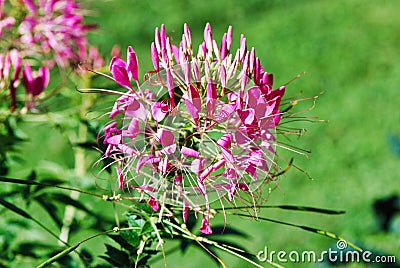 plant, flower, flora, flowering plant, shrub, grass, annual plant Stock Photo