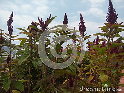 Plant free Stock Photo