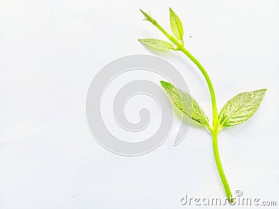 Plant fresh with green color and white background Stock Photo