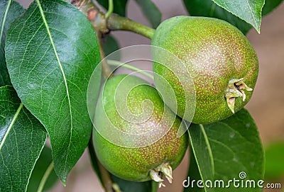 Plant Fruit images and pictures Stock Photo