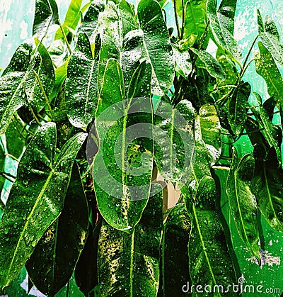 Plant in the gadern. Beautyfull plant. Texture background. Stock Photo