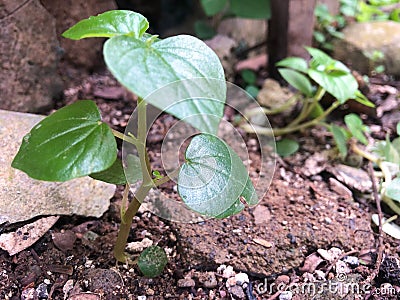 Plant and garden,wild plants Peperomia pellucida with blur backgrounds Stock Photo