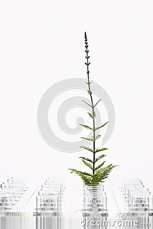 Plant in glass surrounded by empty glasses Stock Photo