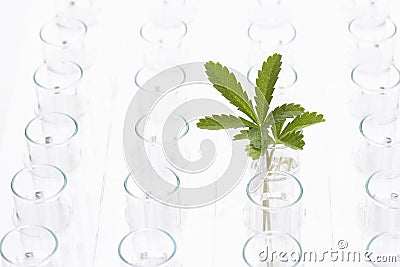 Plant in glass surrounded by empty glasses Stock Photo