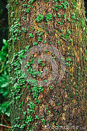 Plant glow over the tree rain forest Stock Photo