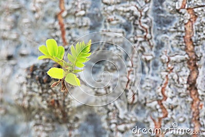 Plant glowing on the tree trunk. Stock Photo