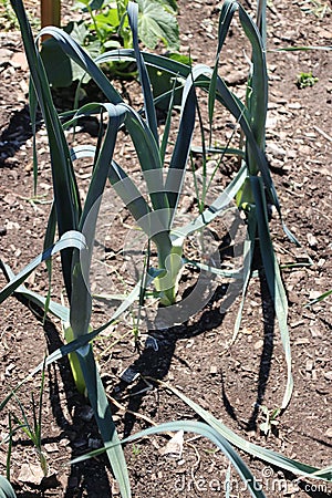 Plant of green leek in the autumn sun waiting to grown full for the winter in garden in Hitland the Netherlands. Stock Photo