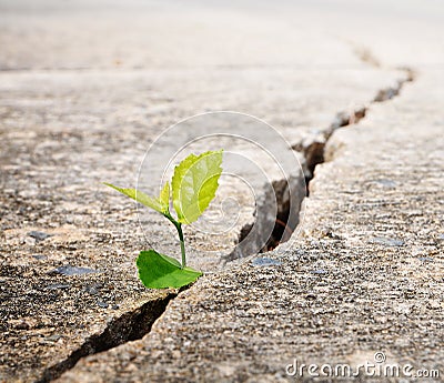 Plant grow on street Stock Photo