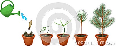 Plant growin from seed to young fir-tree in pot Stock Photo