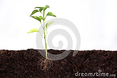 Plant growing Stock Photo