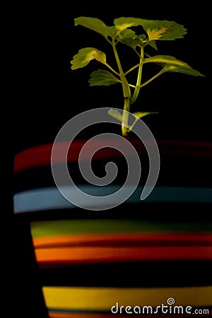 Plant growing in a colored pot Stock Photo