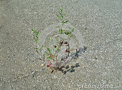 Plant growing in concrete Stock Photo