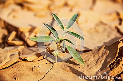 Plant Growing In Cracked Dry Sand At The Dried River Mouth In The Mountains Stock Photo