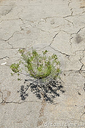 Plant Growing Through Cracked Pavement Stock Photo
