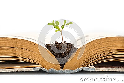 Plant growing from an old opened book, isolated on white background, education or recycling concept Stock Photo