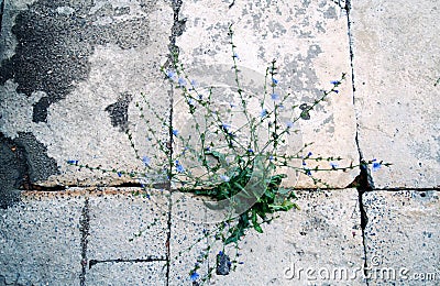 Plant growing out of concrete. Stock Photo