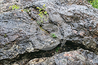 A plant growing out of a rock Stock Photo