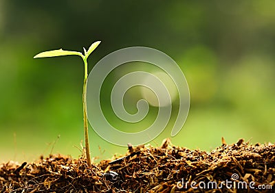 Plant growing over green environment Stock Photo