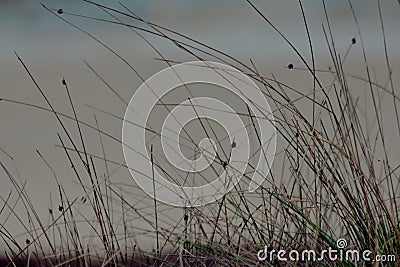 Plant Growing in the Sand Stock Photo