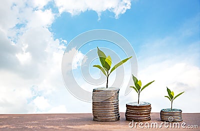 Plant Growing In Savings Coins. Money coin stack growing graph. blue sky background. Stock Photo