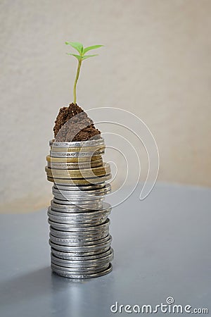 Plant Growing In Savings Coins on wooden and nature with sunray background - Investment Concept, india Stock Photo