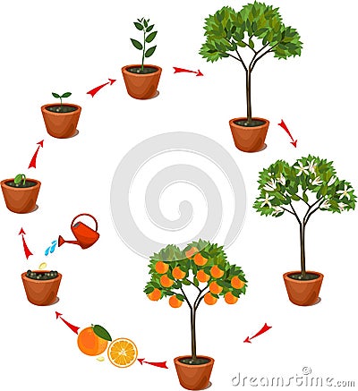 Plant growing from seed to orange tree. Life cycle plant Stock Photo