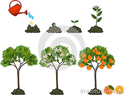 Plant growing from seed to orange tree. Life cycle plant Stock Photo