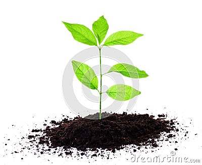 Plant growing in soil Stock Photo